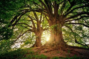 De petites actions écolo pour changer le Monde